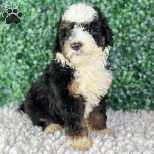Ace, Mini Bernedoodle Puppy